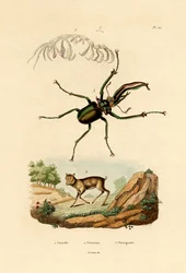Kantschil